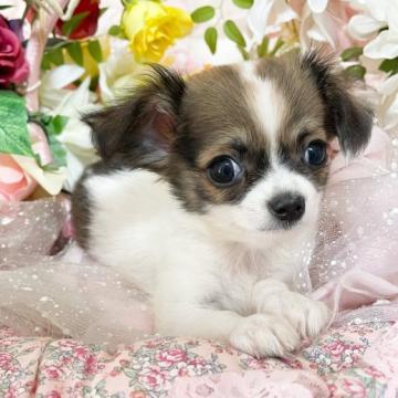 チワワ(ロング)【福岡県・男の子・2022年8月20日・セーブルホワイト】の写真「目の大きな可愛いセーブルホワイトの男の子」