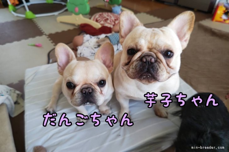 小暮真由美ブリーダーのブログ：極小フレブル！！！！！！だんごちゃんベビーそろそろ募集予定〜‪ং💕︎‪🫶🏻️︎‪🫶🏻️︎