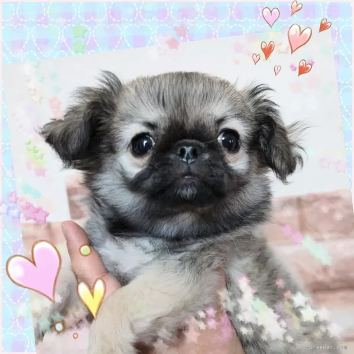 ID:2412-00614の子犬