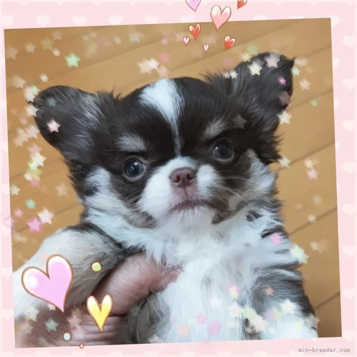 ID:2506-08454の子犬