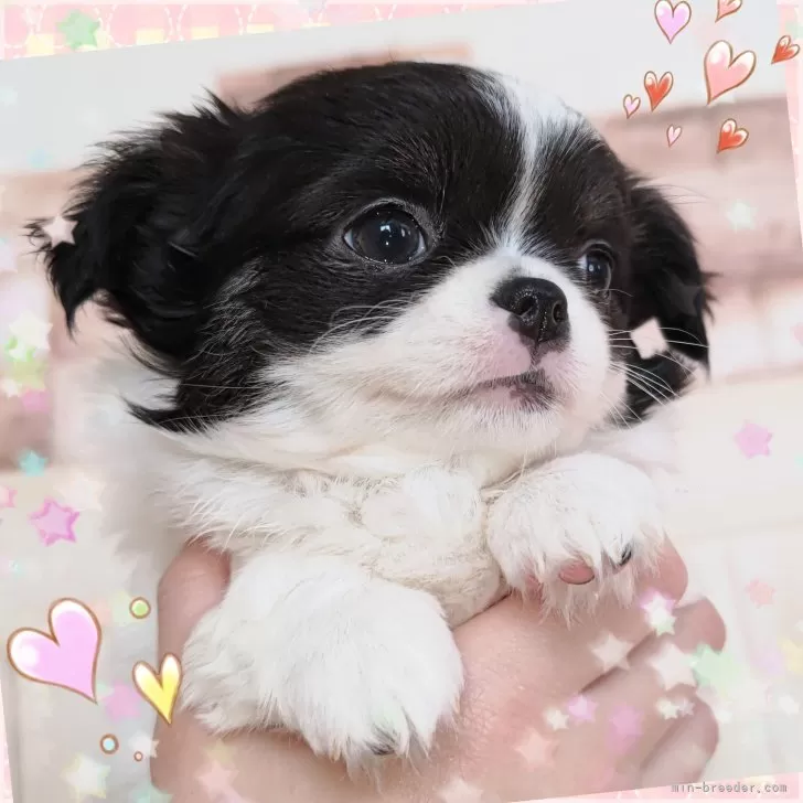 ID:2412-01631の子犬