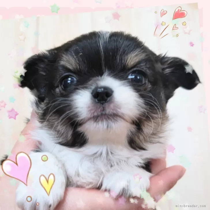 ID：2502-03800の子犬