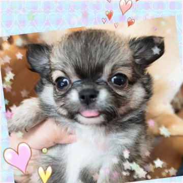 チワワ(ロング)【埼玉県・男の子・2025年9月12日・セーブルフォーン】の写真「悶絶級‼️の可愛さにメロメロ💕🥺間違いなし‼️」