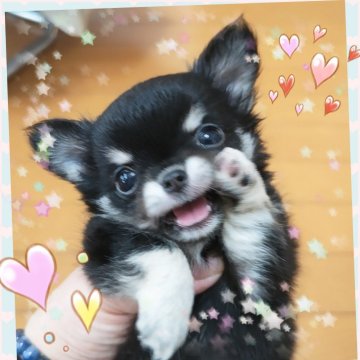 チワワ(ロング)【埼玉県・男の子・2025年6月23日・ブラックタン】の写真「悶絶級‼️可愛過ぎる💓お顔の小さめな男の子👦」