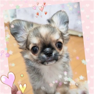 チワワ(ロング)【埼玉県・女の子・2025年9月12日・セーブルフォーン】の写真「甘々なタレ目が超絶‼️可愛すぎる💓‪女の子👧」