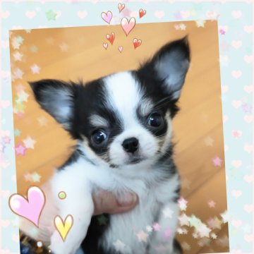 チワワ(ロング)【埼玉県・男の子・2025年7月25日・トライカラー】の写真「小さいサイズの激可愛過ぎる💓‪男の子👦」