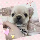 フレンチブルドッグ【埼玉県・女の子・2025年5月17日・クリーム】の写真1「超必見‼️悶絶級‼️ミニミニサイズ💕の超ド級に超可愛過ぎる💓‪女の子👧」