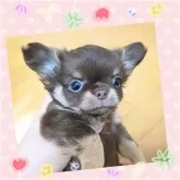 チワワ(ロング)