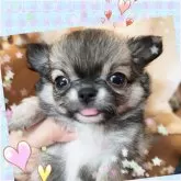 チワワ(ロング)