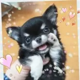 チワワ(ロング)