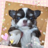 チワワ(ロング)