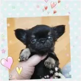 チワワ(ロング)