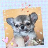 チワワ(ロング)