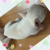 フレンチブルドッグ【埼玉県・男の子・2025年5月17日・クリーム】の写真4「ボディは小さいサイズだけど、むっちむちボディだよ～( 💓∀💓)ショートボディも魅力的✨✨」