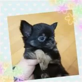チワワ(ロング)【埼玉県・男の子・2025年8月10日・ブラックタン】の写真4「横顔もめちゃくちゃ可愛い💕💕💕」