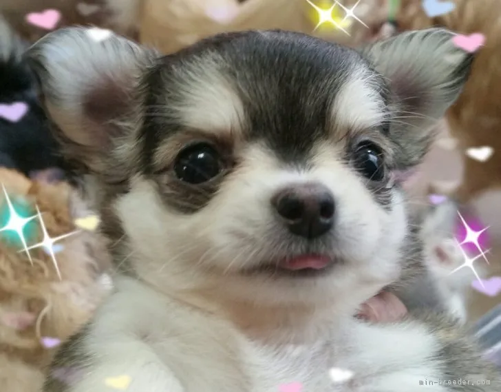 ID:1807-00145の子犬