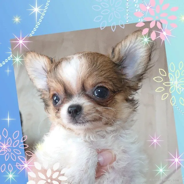 H.O 様のお迎えした子犬