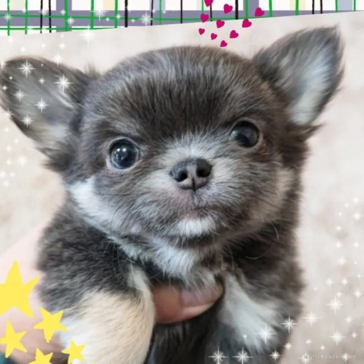 ID：2302-03330の子犬