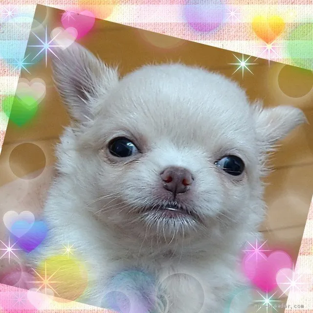 ID:2106-00498の子犬