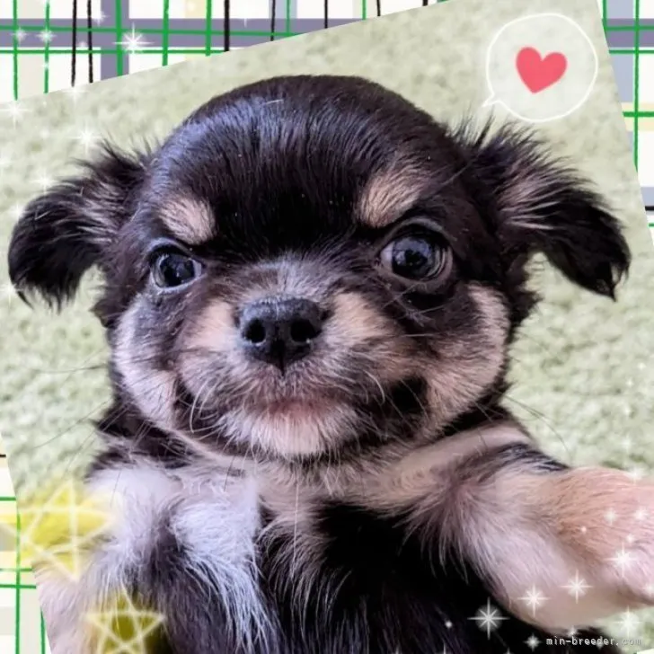 ID：2303-02001の子犬