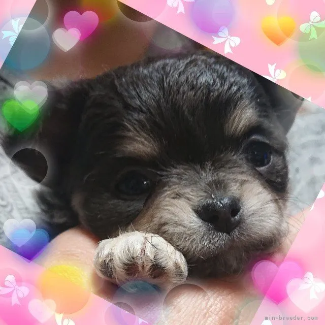ID：1903-01888の子犬
