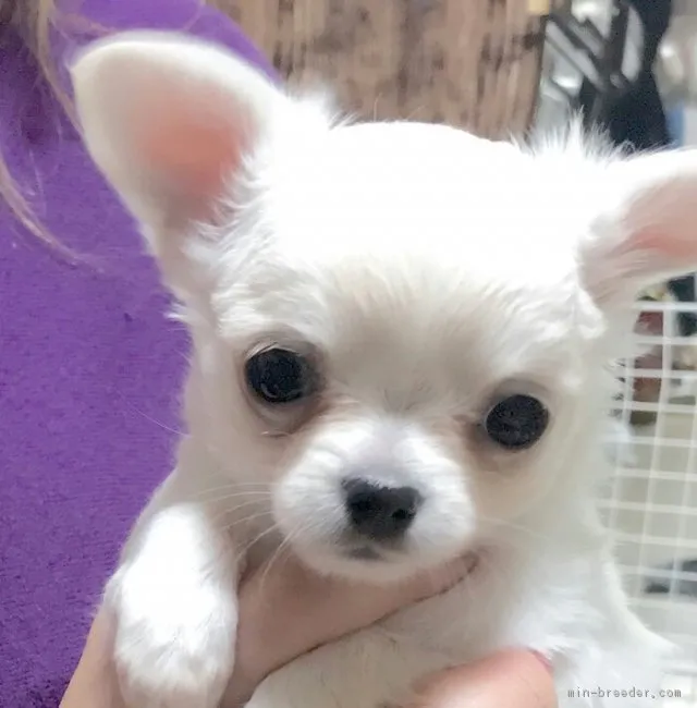 ID：1801-00956の子犬