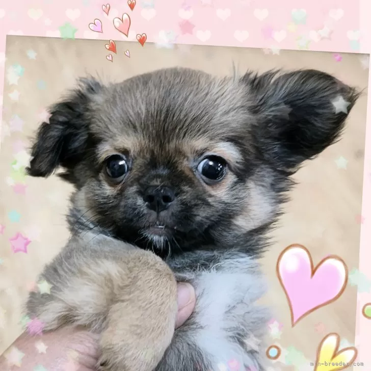 ID：2408-00424の子犬