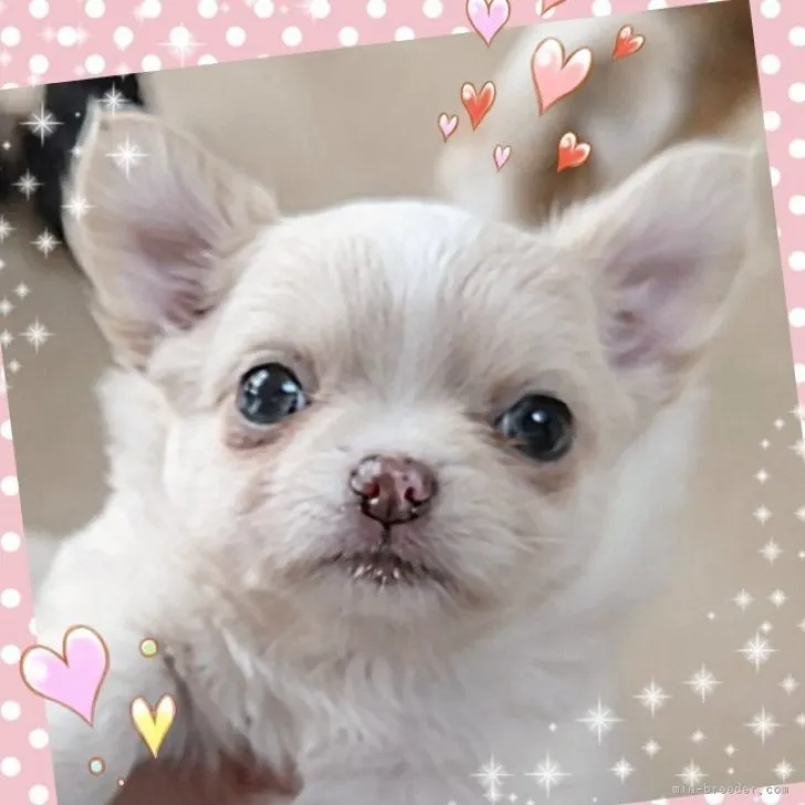 ID:2302-04472の子犬