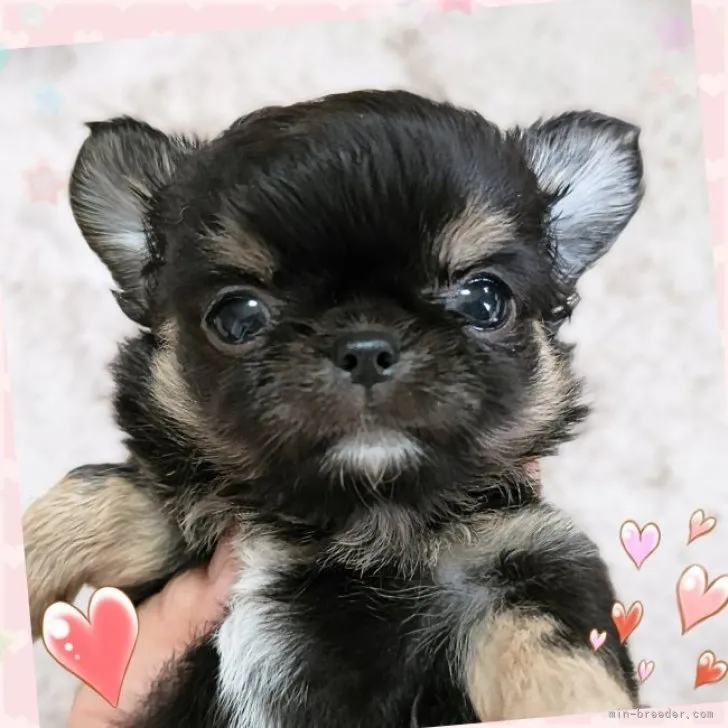 ID：2309-06873の子犬