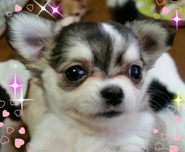 ID:1807-00771の子犬
