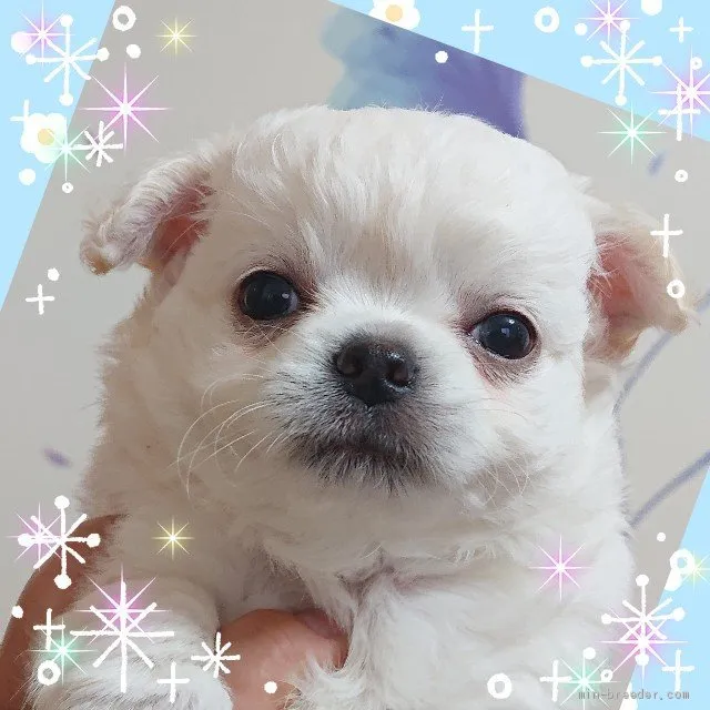 ID:2103-00745の子犬