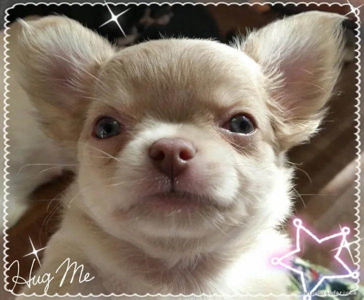 ID:1811-01304の子犬