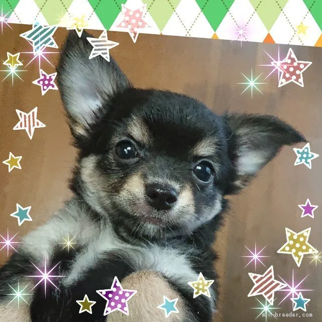 ID：1907-00432の子犬
