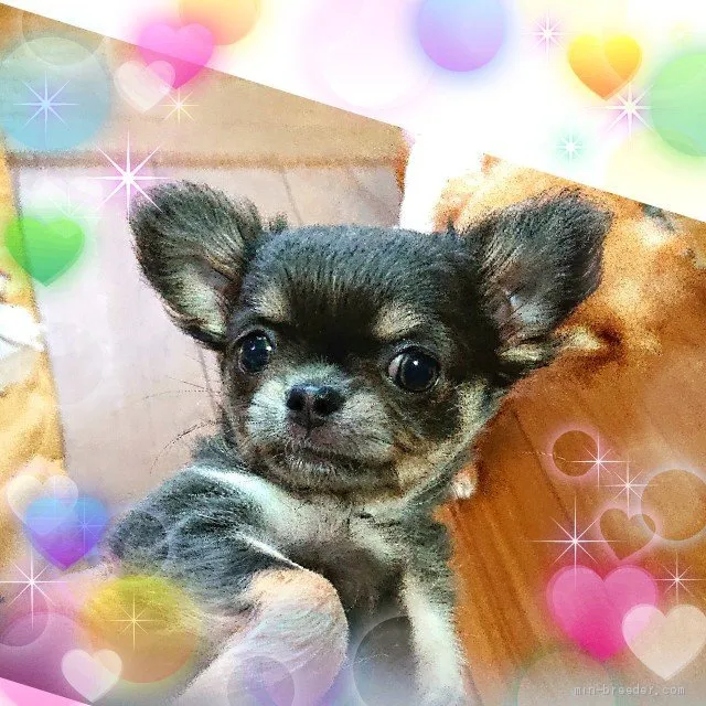 ID：1903-01720の子犬