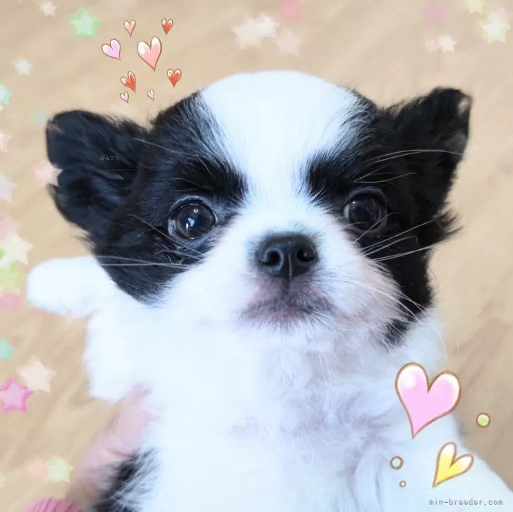 ID:2402-00414の子犬