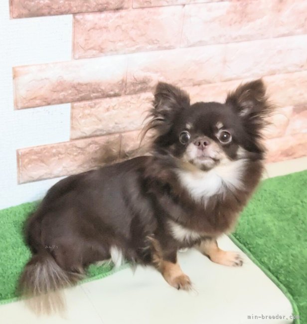 チワワ(ロング)【・女の子・2021年11月19日・チョコタン】