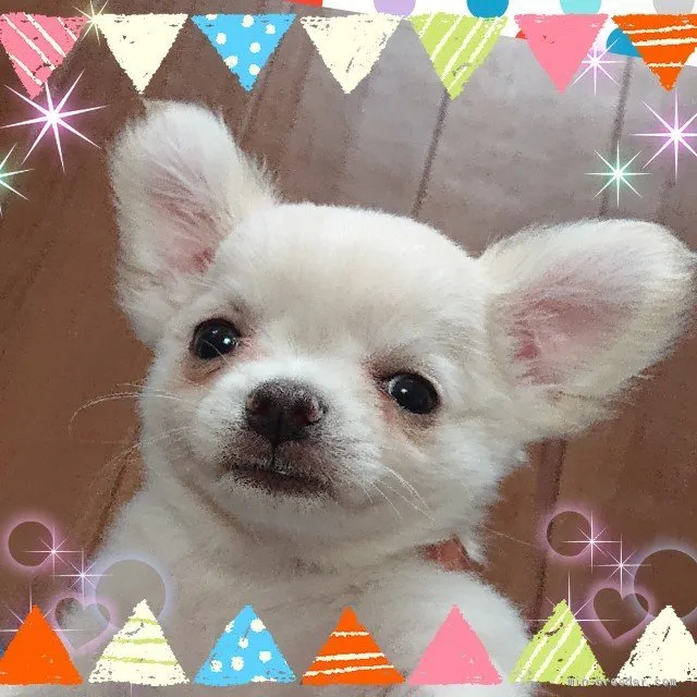 ID:1905-00375の子犬
