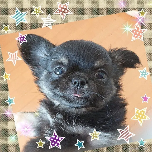 ID：2010-00991の子犬