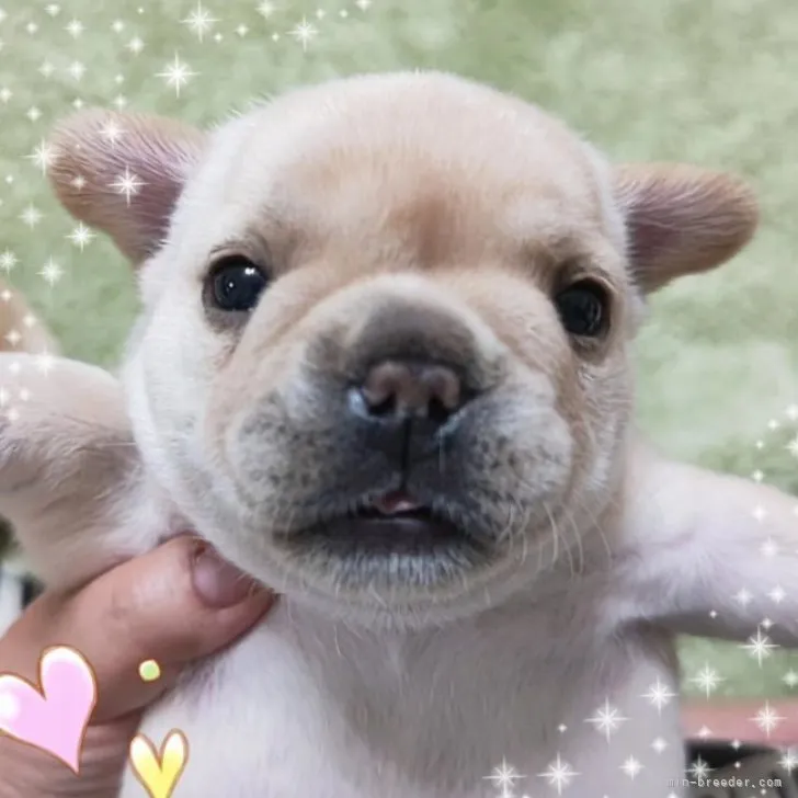 ID：2307-06015の子犬