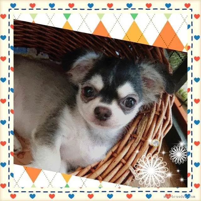 ID：1905-02822の子犬