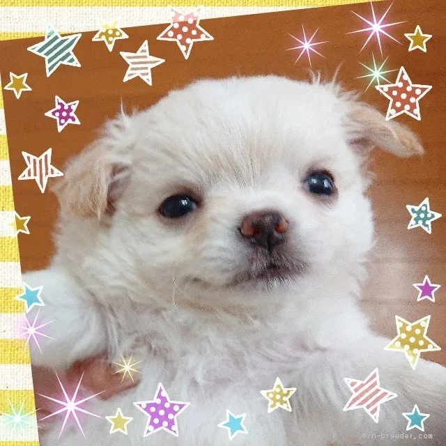 ID：2103-00678の子犬