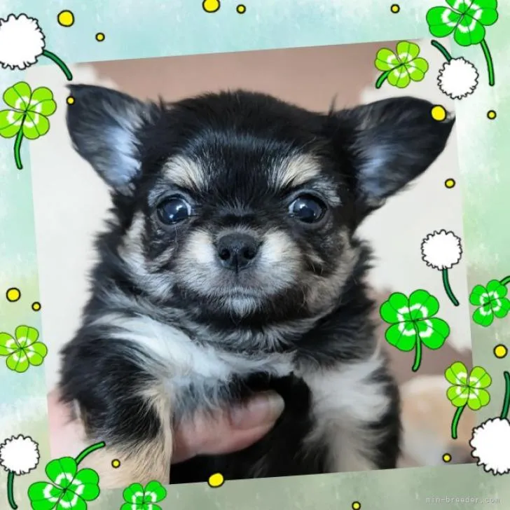 ID：2212-01667の子犬