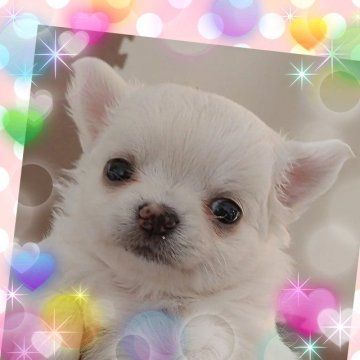 チワワ(ロング)【埼玉県・女の子・2021年11月10日・ホワイト&クリーム】の写真「超～激可愛い♥ほぼ真っ白なふわふわ系な女の子👧」