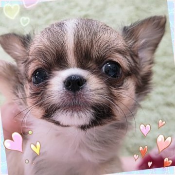 チワワ(ロング)【埼玉県・男の子・2023年7月29日・フォーンセーブル】の写真「可愛いの極み♥️一目見たら…もう虜❤🎯な
男の子」