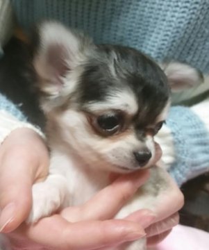 チワワ(ロング)【埼玉県・女の子・2017年11月26日・セーブル?フォーン?】の写真「まん丸お顔の、めちゃ可愛いプリンセス.*･♡」