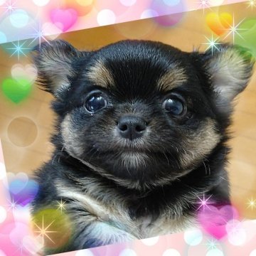 チワワ(ロング)【埼玉県・女の子・2021年8月14日・ブラックタン】の写真「超～激可愛い❤控えめな性格の安心サイズの女の子👧」