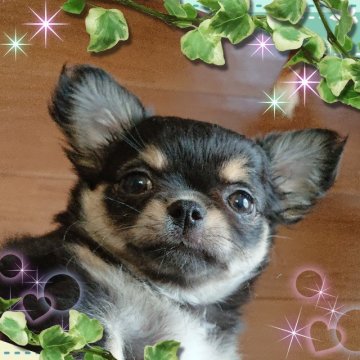 チワワ(ロング)【埼玉県・男の子・2019年3月30日・ブラックタン】の写真「キリッと凛々しい💓💞超イケメン男子👦」