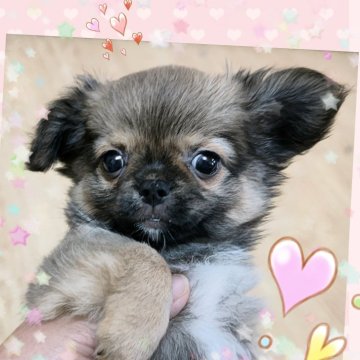 チワワ(ロング)【埼玉県・女の子・2024年6月29日・セーブルフォーン】の写真「超絶！！可愛い❤❤️ふんわり癒し🍀系の女の子👧」