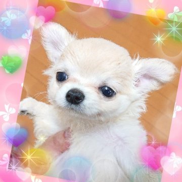 チワワ(ロング)【埼玉県・女の子・2020年8月24日・クリーム】の写真「むちゃくちゃ可愛すぎる💓💓💓💓女の子👧」