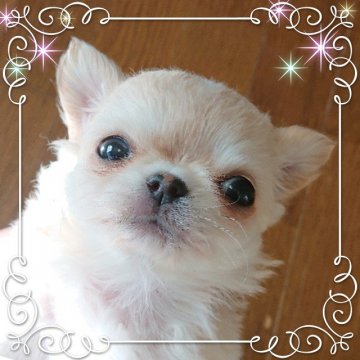 チワワ(ロング)【埼玉県・男の子・2019年9月28日・クリーム&ホワイト】の写真「おいおい！！これは反則だろ～な激可愛い男の子👦」